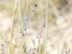 Monnina dictyocarpa