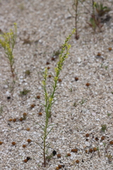 Stackhousia muricata