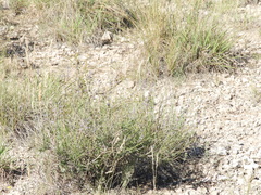 Monnina dictyocarpa