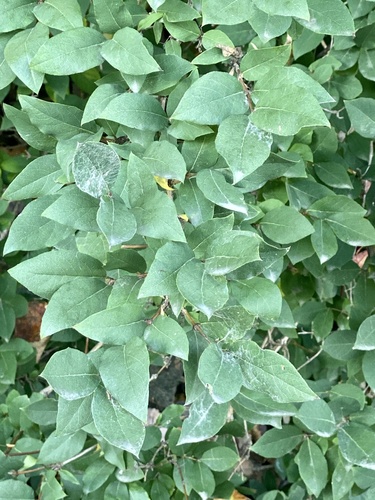 Lonicera fragrantissima