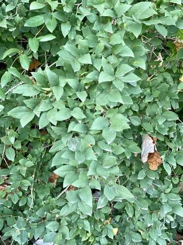 Lonicera fragrantissima