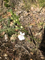 Isotoma hypocrateriformis
