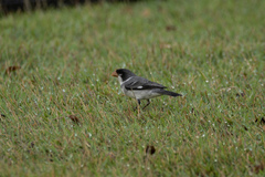 Sporophila albogularis