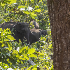 Elephas maximus indicus