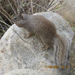 Otospermophilus variegatus