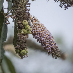 Buddleja macrostachya