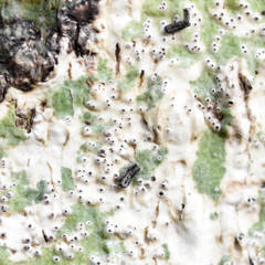 Astrothelium nitidiusculum