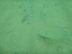 Trachinotus goodei