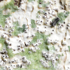 Astrothelium nitidiusculum