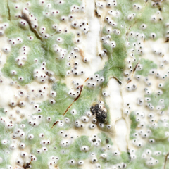 Astrothelium nitidiusculum