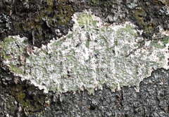 Astrothelium nitidiusculum