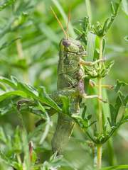 Campylacantha olivacea