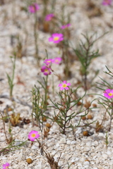 Calandrinia polyandra