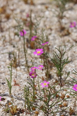 Calandrinia polyandra