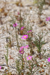 Calandrinia polyandra