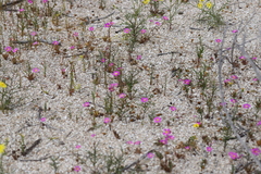 Calandrinia polyandra