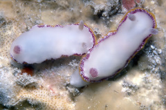 Goniobranchus galactos