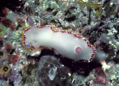 Goniobranchus galactos