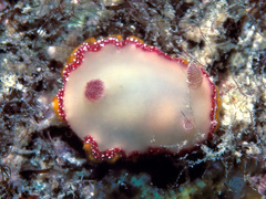Goniobranchus galactos