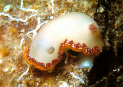 Goniobranchus galactos