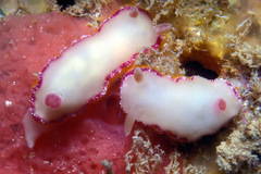 Goniobranchus galactos