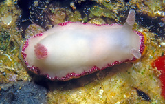 Goniobranchus galactos