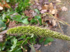 Setaria viridis viridis