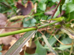 Setaria viridis viridis