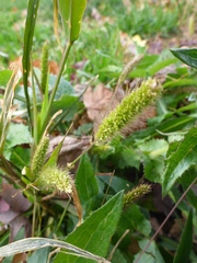 Setaria viridis viridis
