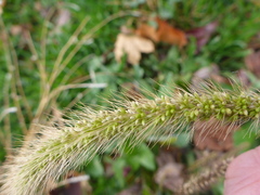 Setaria viridis viridis