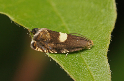 Cydia inquinatana (Hübner, 1796-1799)