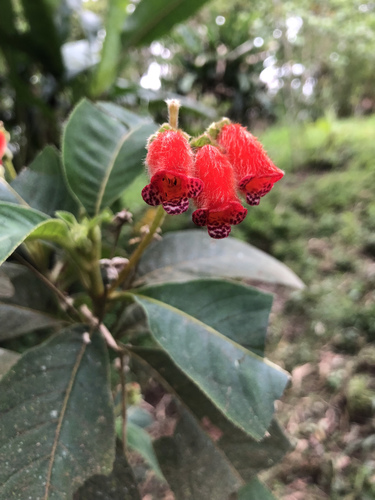 Pearcea reticulata