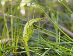 Pterostylis falcata