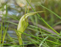 Pterostylis falcata
