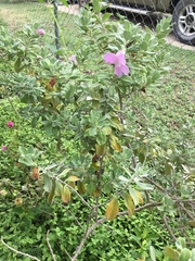 Leucophyllum frutescens