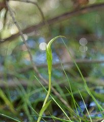 Pterostylis falcata