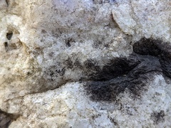 Lichenothelia
