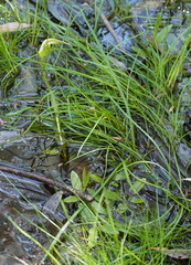 Pterostylis falcata