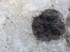 Lichenothelia