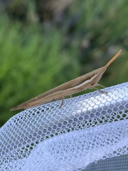 Leptysma marginicollis