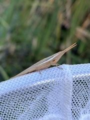 Leptysma marginicollis