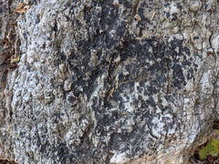 Lichenothelia