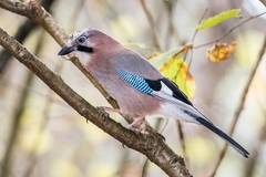Eurasian Jay photo 3