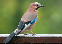 Eurasian Jay - Photo (c) Luc Viatour, some rights reserved (CC BY-SA)