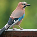 Eurasian Jay - Photo (c) Luc Viatour, some rights reserved (CC BY-SA)
