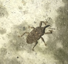 Homalinotus dorsalis image