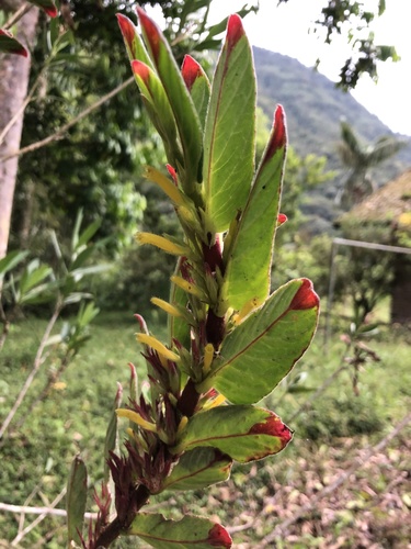Columnea orientandina, photograph 6