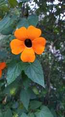 Thunbergia alata