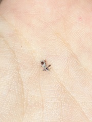 Pandeleteius nodifer