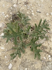 Solanum rostratum